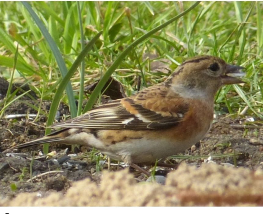 Щегол седоголовый