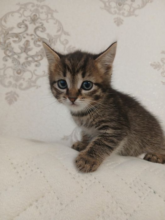 Отдам красивых котят в добрые руки!