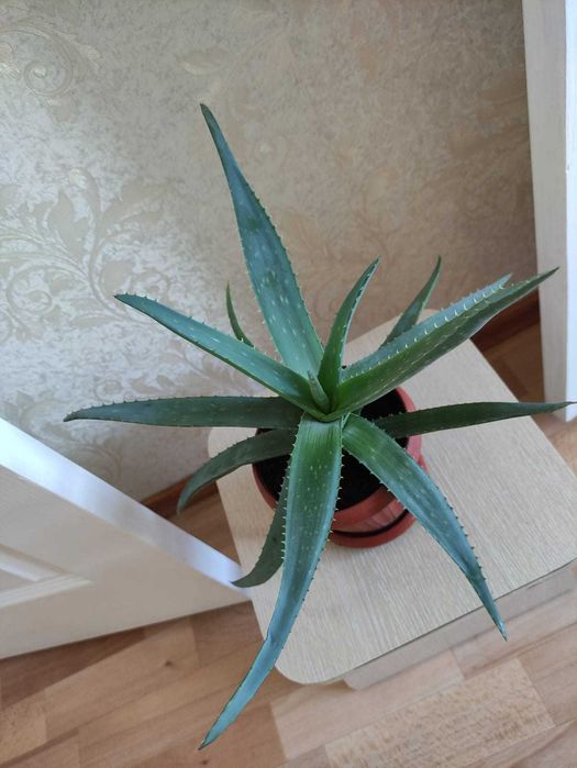 Алоэ лечебное 2000