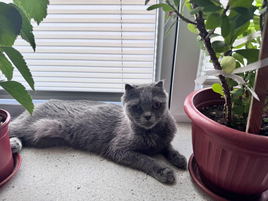 Кошка скоттиш фолд