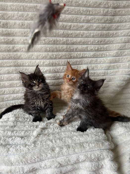Pisici Mainecoon rasa pura