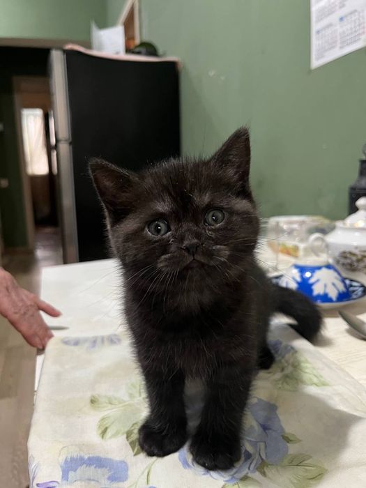 Продаётся котёнок британец девочка