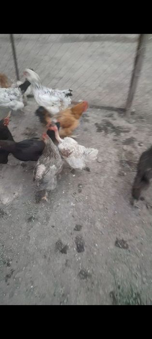 Куры на яйца хорошие