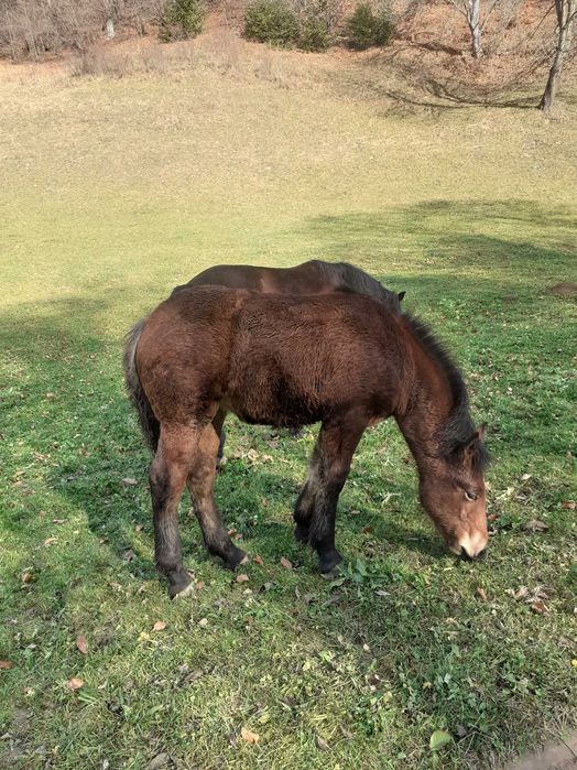 Mînză de vînzare de 4 luni