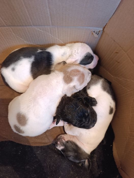 Продам щенков,Стаффорд с питом