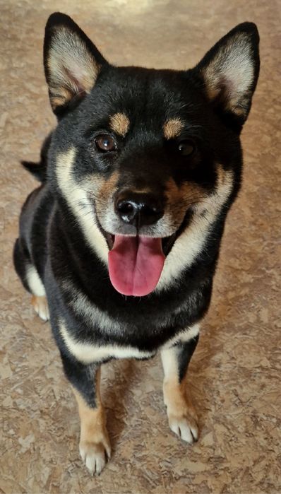 Кабель Сиба Ину для вязки