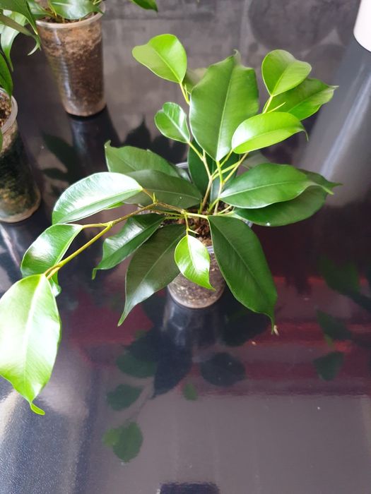 Фикус Бенджамина