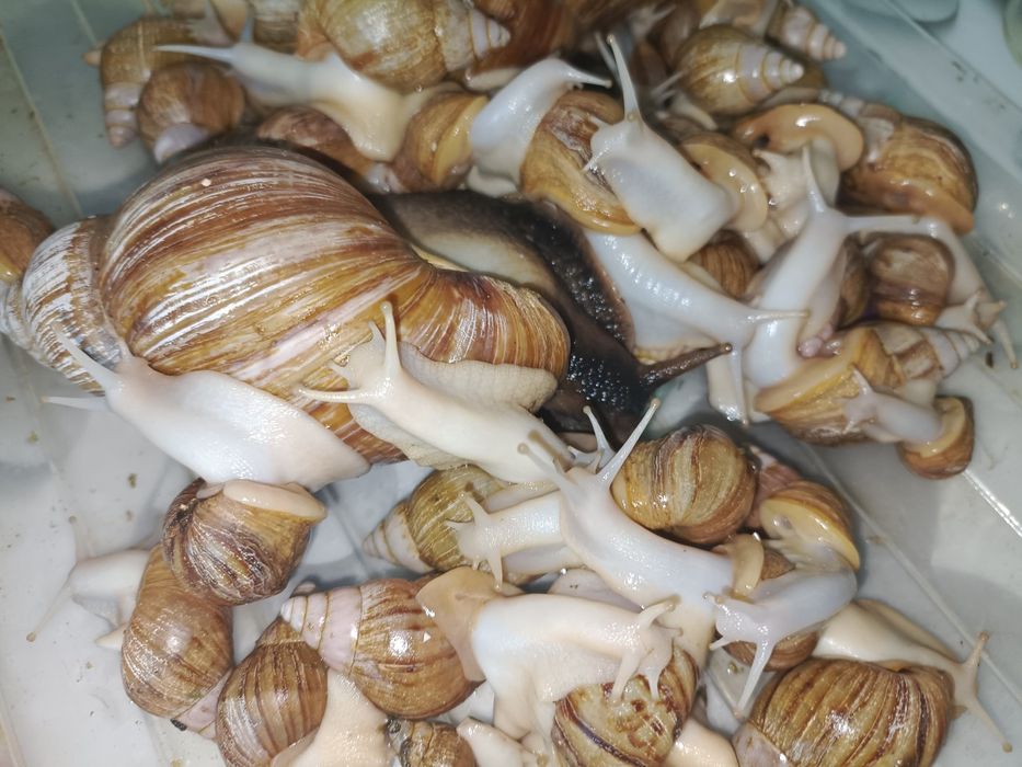 Улитки ахатины продам