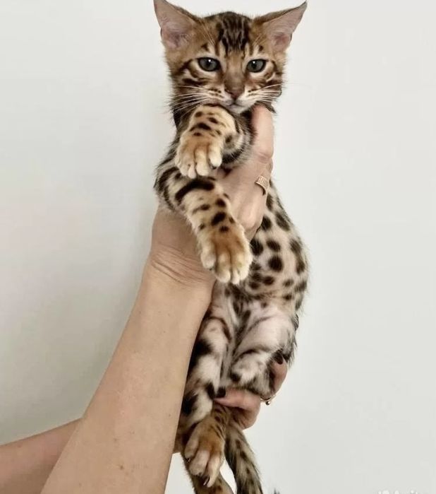 Бенгальские котята  леопардики