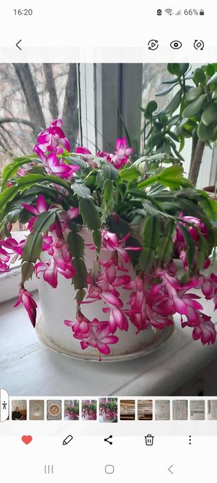 Цветы комнатные, лучший подарок Клочкова,Габдулина р-н Атакента