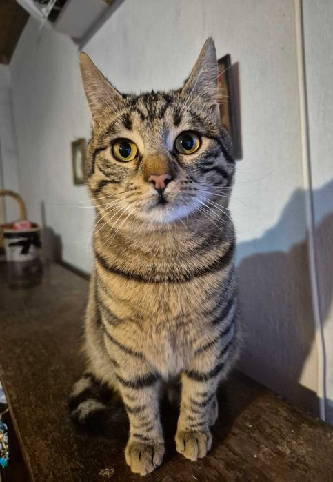 8-месечният Стрипи търси дом!