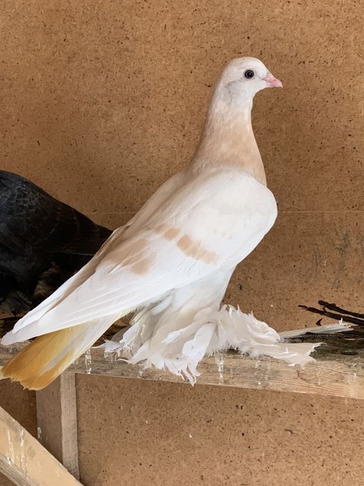 Продам голубей