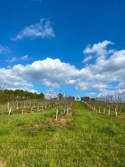 Livadă nuci matură, plantație intensivă, irigație + fântână, Sălaj