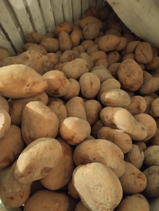 Продам дачный едовой картофель.