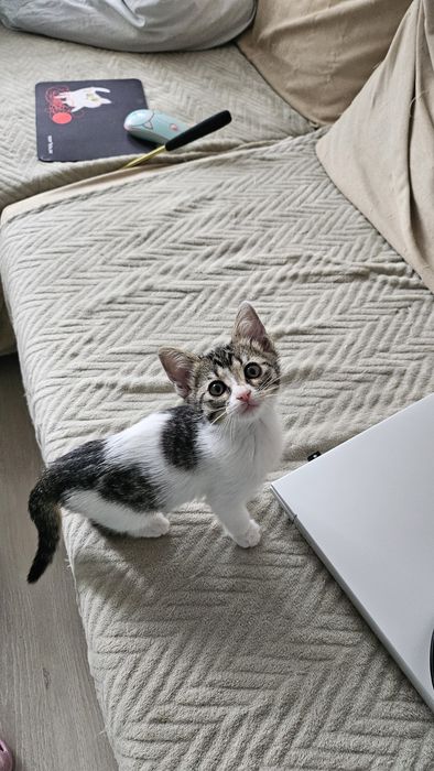 Pui pisica adoptie