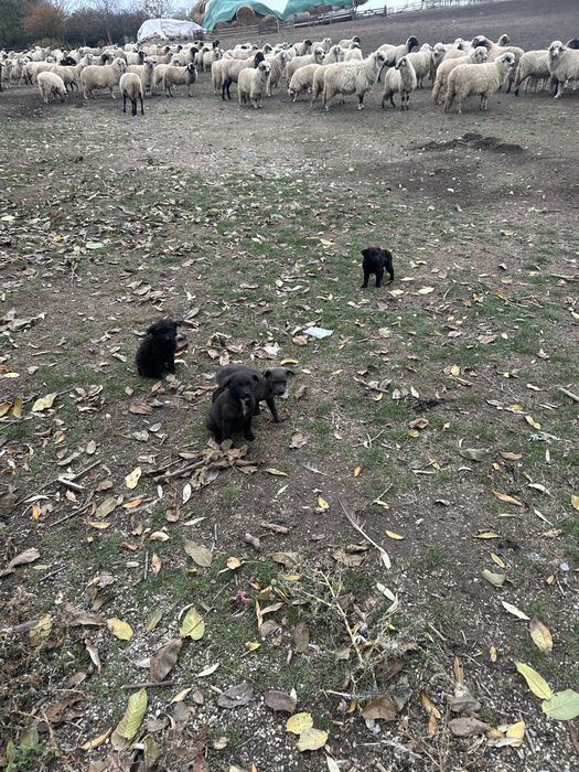 Catei de intors mudi