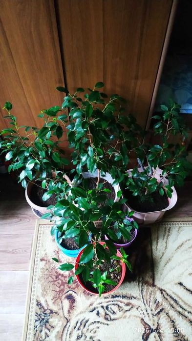 Дерево Фикус Бенджамина  (Ficus Benjamina)