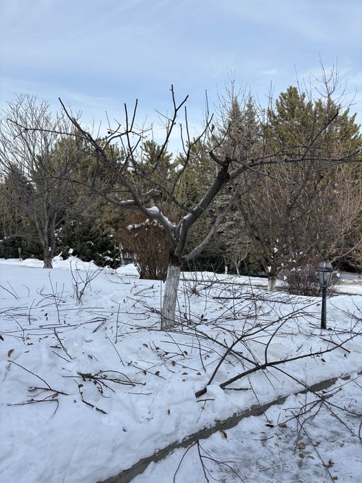 Обрезка деревьев