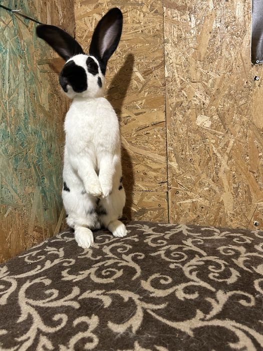 Vând iepuri fluture German