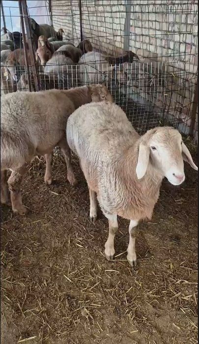 Zotdor Arashan Qo'chqor sotiladi.