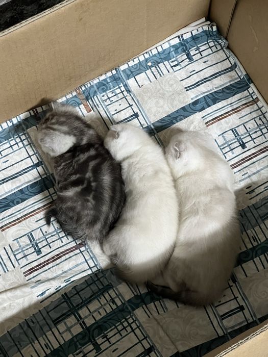 Котята вислоушки