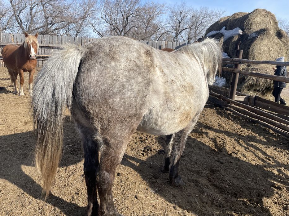 Продам лошадей кобыл