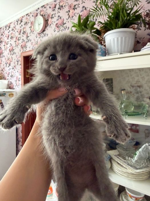 Милые котята ищут милых хозяев