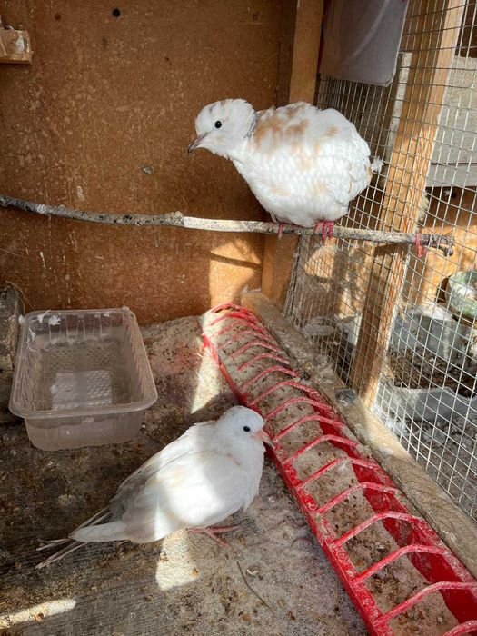 Turturele Razatoare predare personala Pitesti