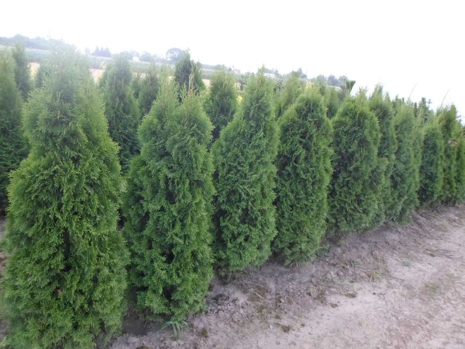 Tuia Thuia Thuja smaragd, gros, frumos, mare 100-120cm