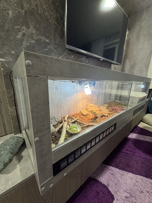 Домашний дракон АГАМА