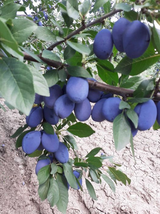 Prune Stanley de vanzare