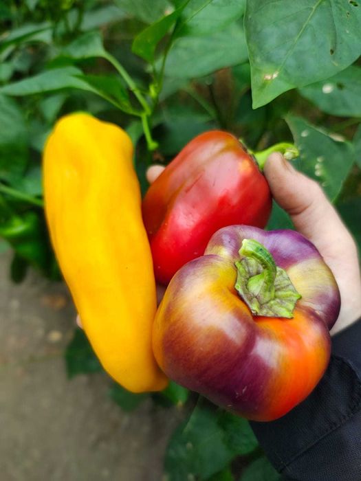 Vand Rasaduri de legume soiuri deosebite