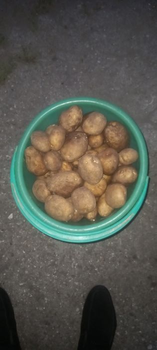 Продам дачный картофель