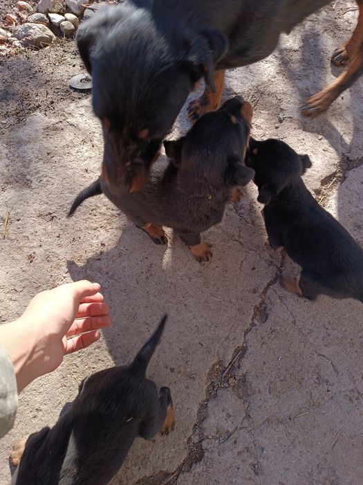 Ягдерьер щенки рабочие