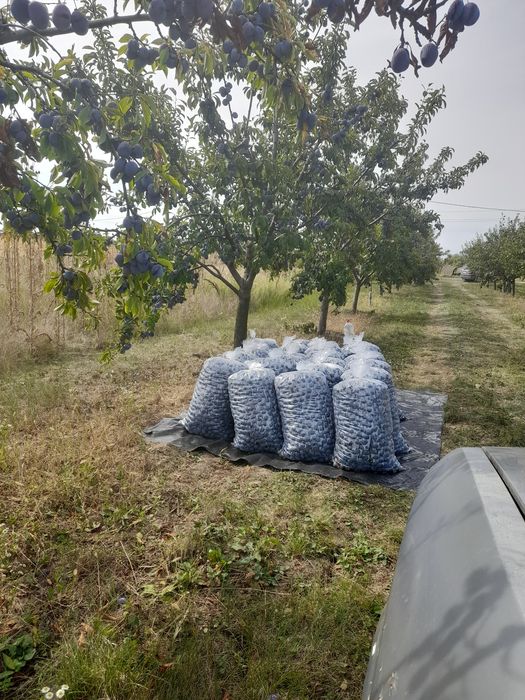 Prune pentru țuică