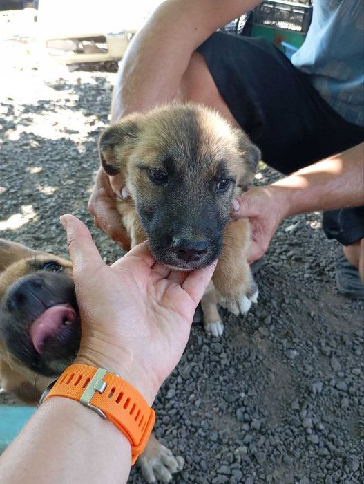 Cățeluși de aproape 3 luni caută familie – Ilfov