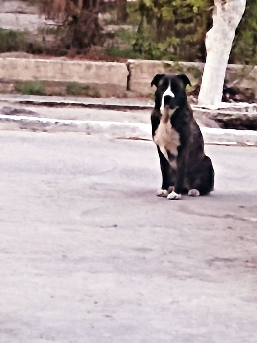 Пристраивается собака