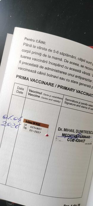 catel bichon talie mica