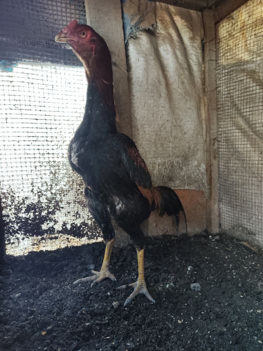 Бойцовый Дакан джужик