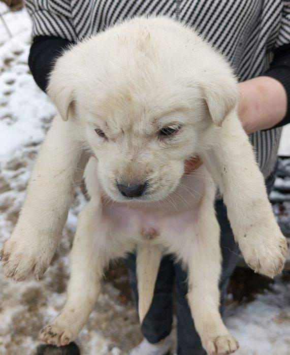 Отдам в хорошие и добрые руки