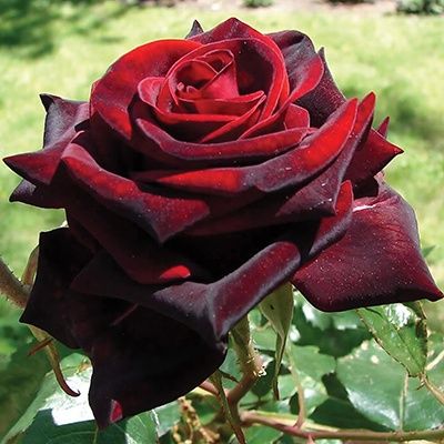 Сортовые корни роз, 1сорт