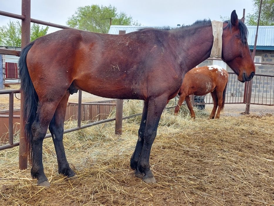 Дөнен  4 (төртте)