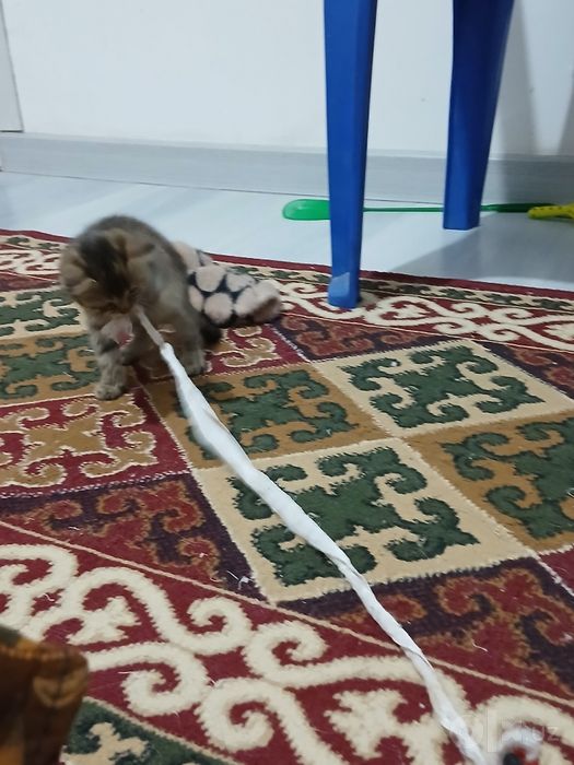 2 ayliq pishiq balalar jaqsi qollarga pulsiz (esheyin) beriledi