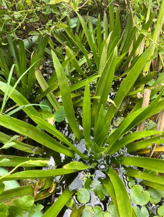 Plante de iaz, iris de balta, plutica, iarba broastei, papura pitica