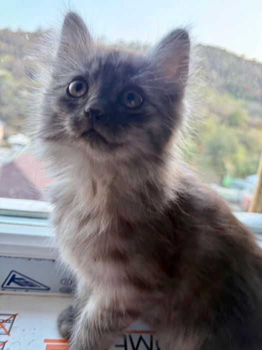 Отдам даром котят