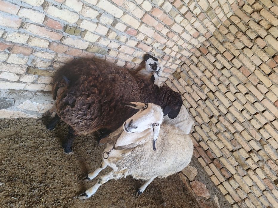 Qo'ylar sotiladi uyda boqilgan