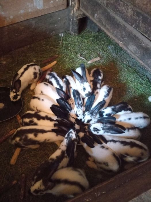 Vând iepuri fluture german