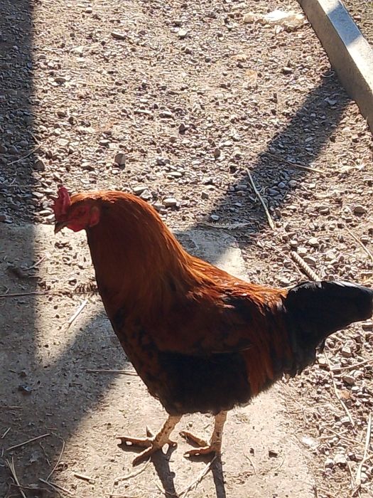 Брама тауыққа обмен