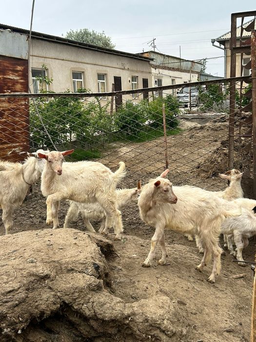 Занен пародалы лақтар сатылады