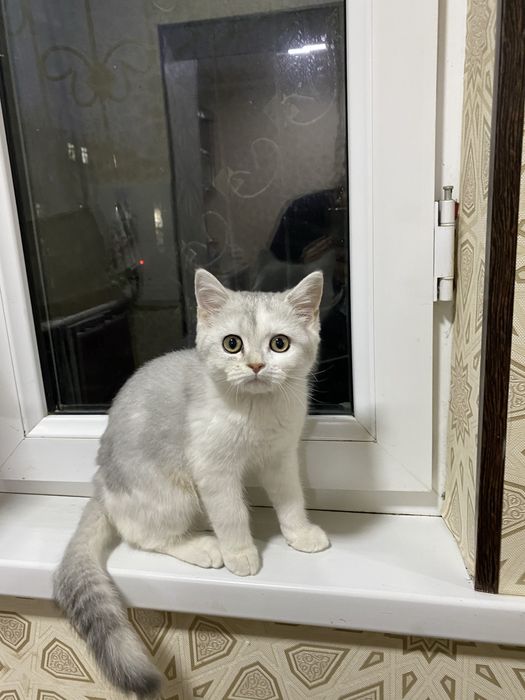 Породистая кошка